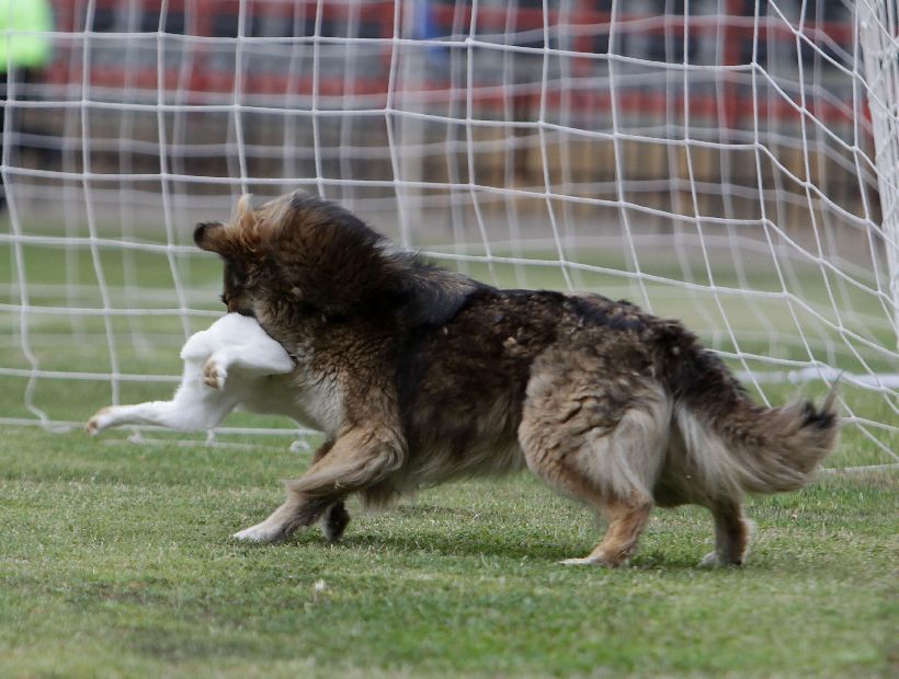 Perro caza conejo en pleno partido del futbol chileno