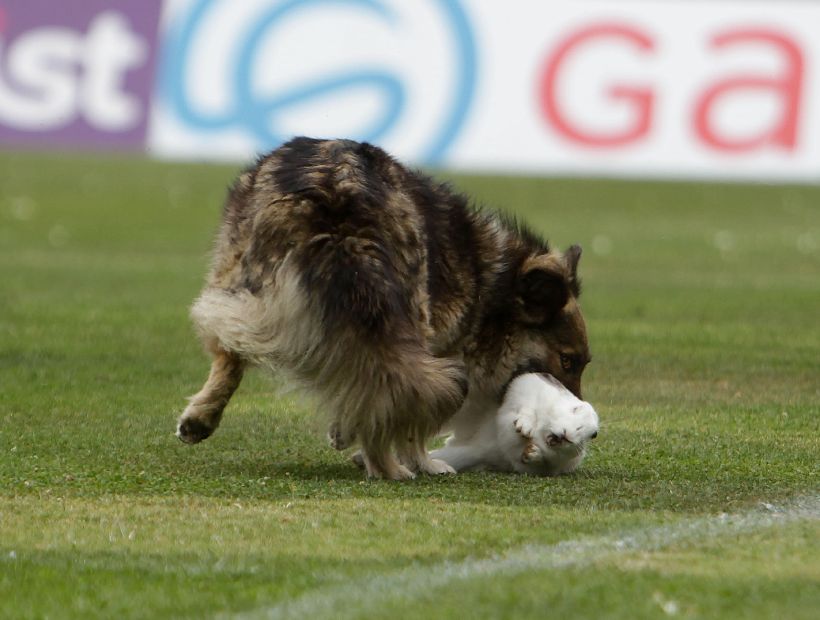 Perro caza conejo en pleno partido del futbol chileno