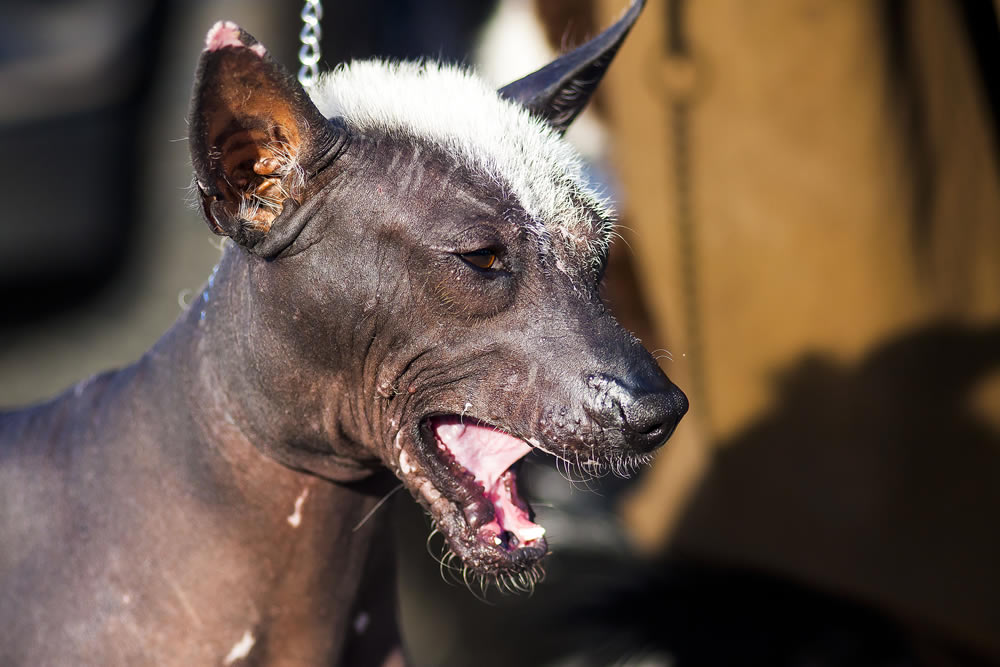 Los Xolos de Tijuana vencieron 3-0 a unas Chivas que prácticamente se despiden.