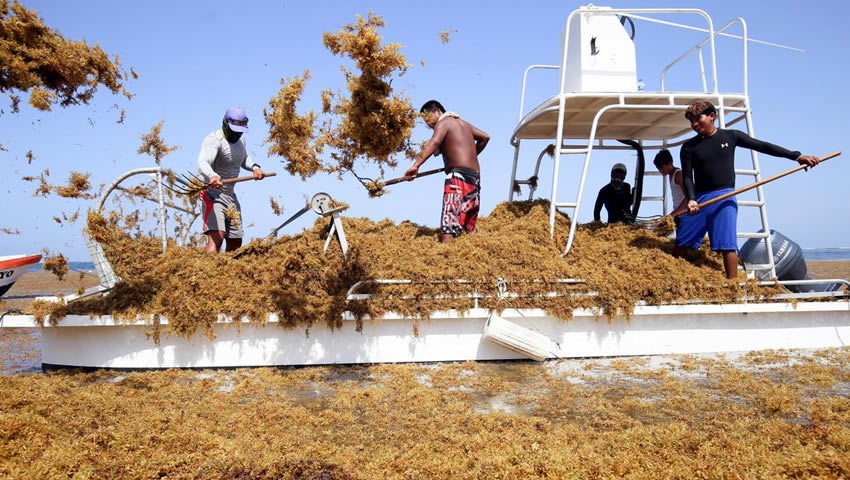 El Sargazo ocasionaría un desastre ecológico en México.