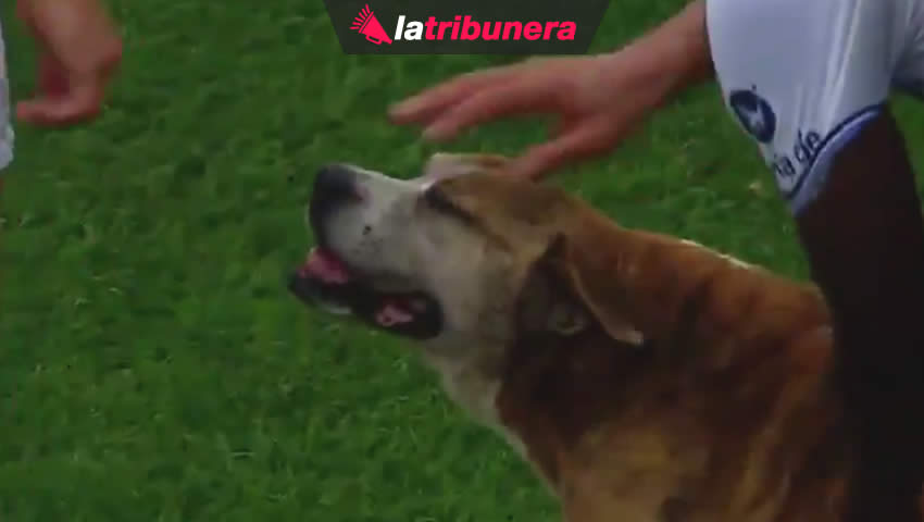 Perro en Argentina