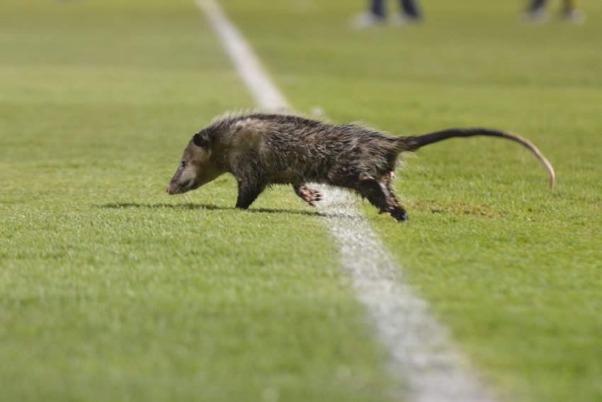 El marsupial se metió al césped segundos antes de terminar el primer tiempo. (Foto: Imago7)