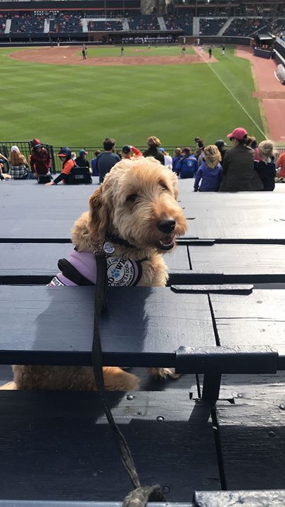 La mejor galería de caninos en el beisbol. (Foto: Pinterest)