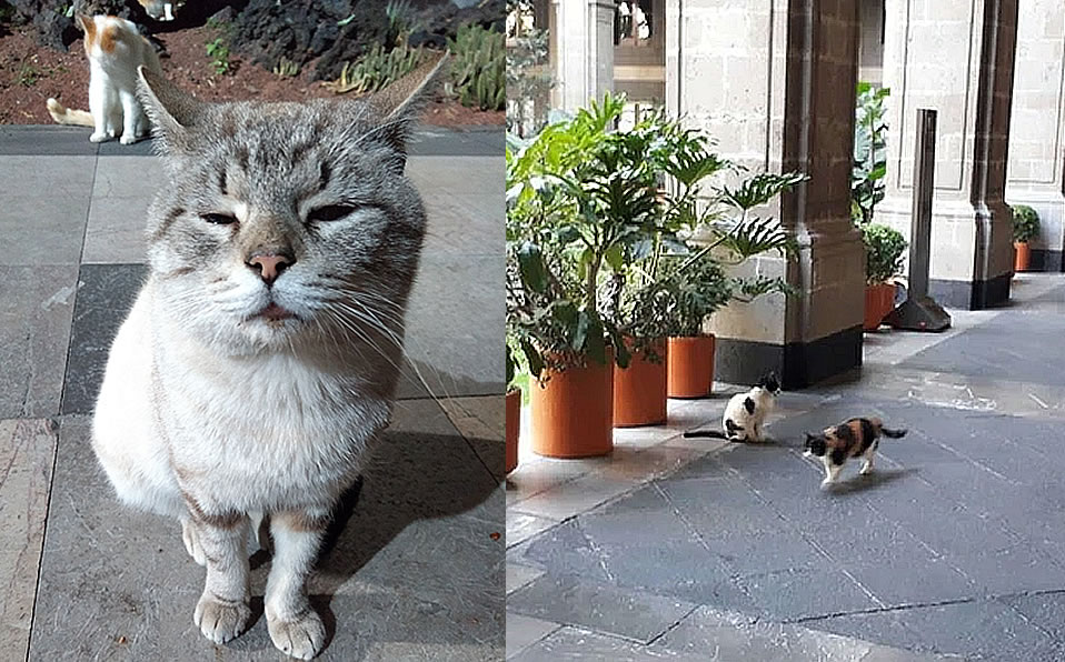 Así pasean por Palacio Nacional los más de 20 gatos. (especial)