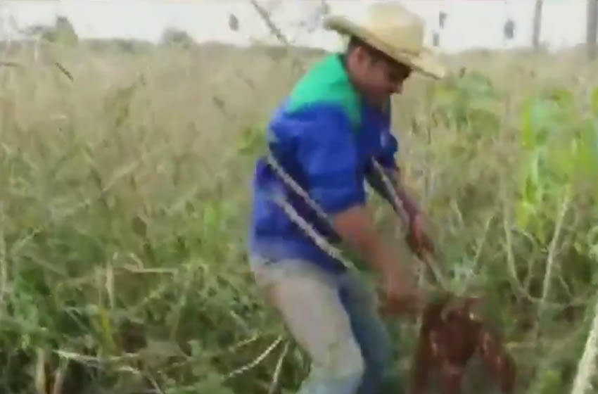 Robert Rojas, el paraguayo que trabaja en el campo en lugar de vacacionar.