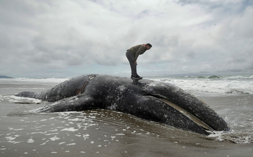 La agencia federal dijo que unas 30 ballenas han varado en la costa de Washington.