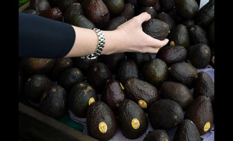 La producción de aguacate en México.