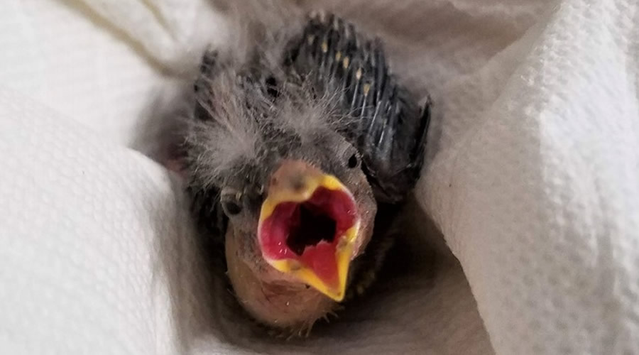 Esta es la pequeña ave que fue rescatada. Foto: WRCNU
