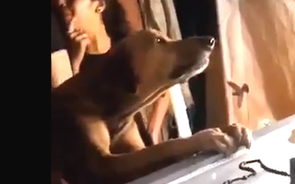 El perro junto a su dueño. (Twitter)
