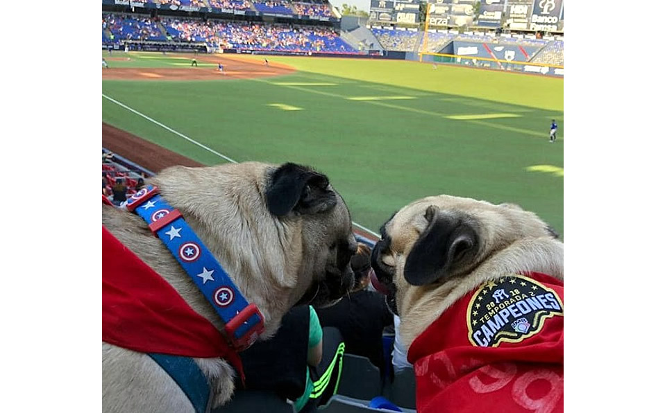 El Estadio Monterrey recibió a los fans con sus perritos