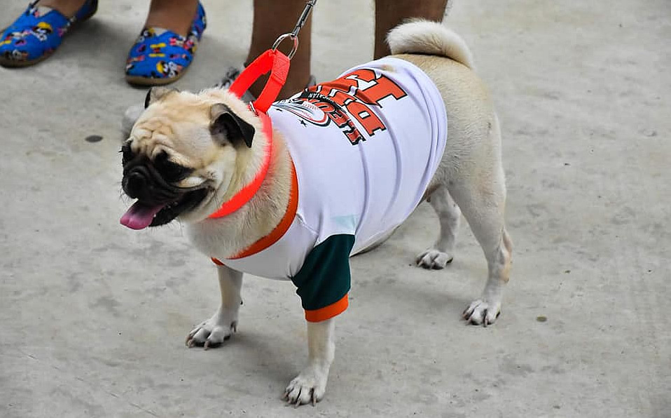 No solo los fans de los Leones se ponen la camisola de su equipo, también sus mascotas