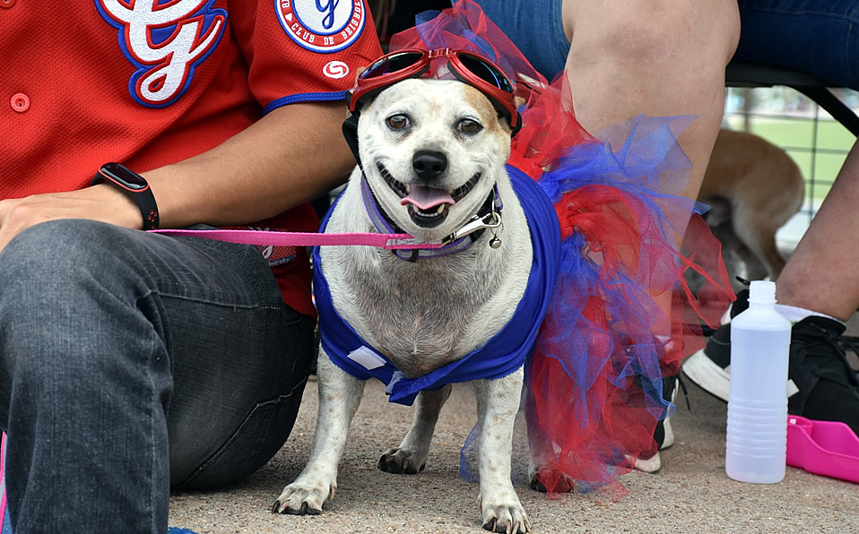 ¿Qué tal esta mascota que fue a la casa de los Generales de Durango?