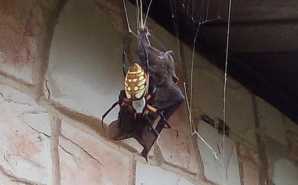 VIDEO: Araña devora a murciélago del doble de su tamaño en Texas