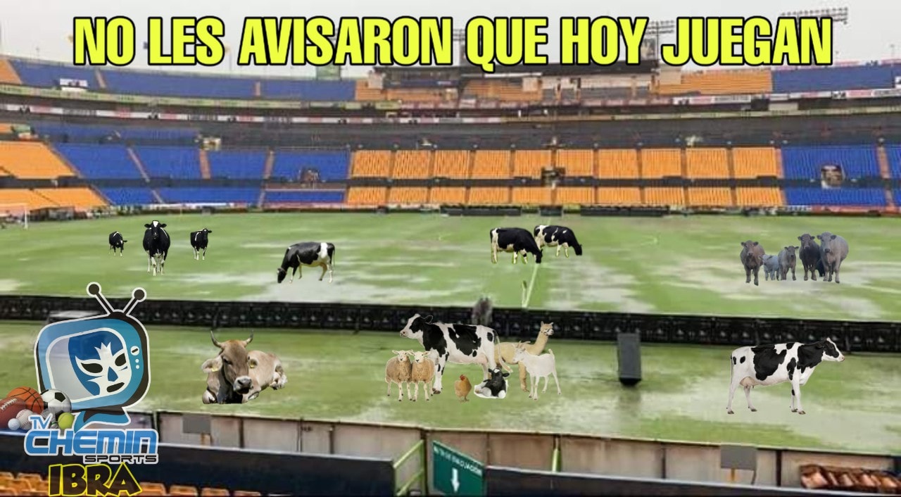 ¡No sean manchados! ¿Quién abrió la puerta para que se metieran?