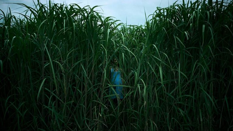 In the tall grass. Adaptación de una historia de Stephen King y su hijo Joe Hill. Será una de las cintas más macabras del año. Estreno: 4 de octubre