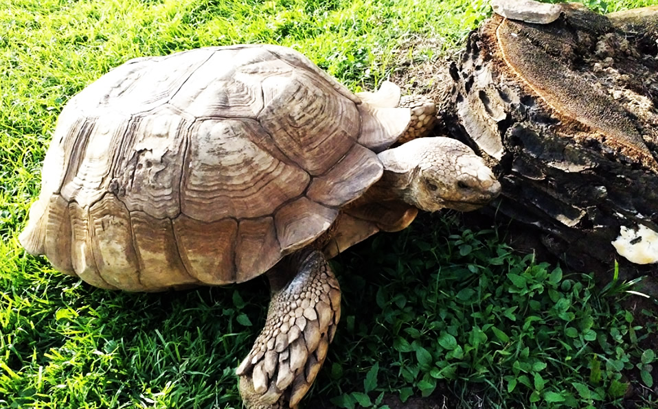 Alagba La Tortuga M s Vieja De frica Muri A Los 344 A os FOTOS 