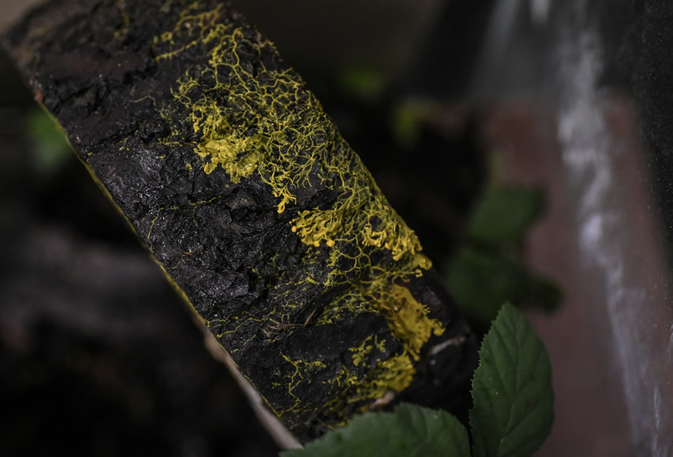 El physarum polycephalum es una masa esponjosa, amarilla y viscosa, conocida como blob. (AFP)