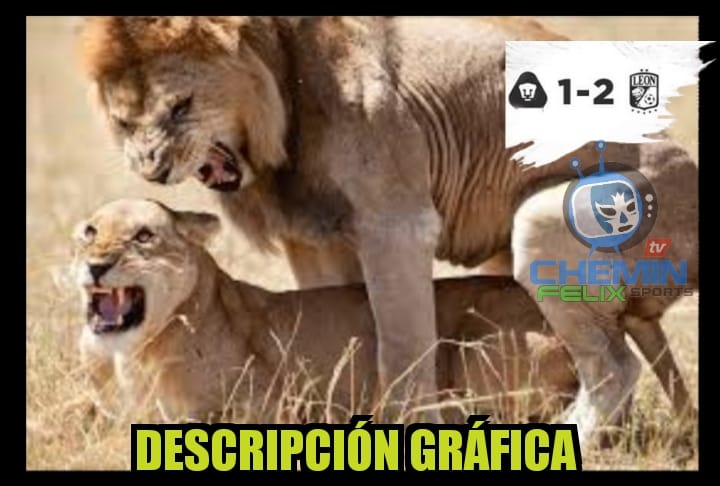 Y los Pumas por las mismas, para llorara como Cementeros y Rebaño.