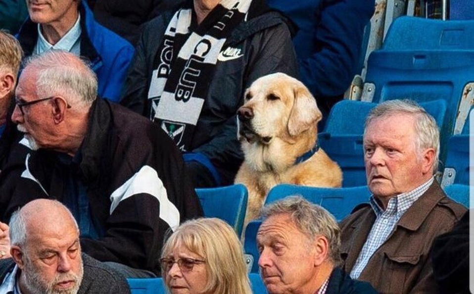 Este fin de semana se viralizó en redes sociales la imagen de un perrito en las gradas de un estadio y se ha dado a conocer la historia