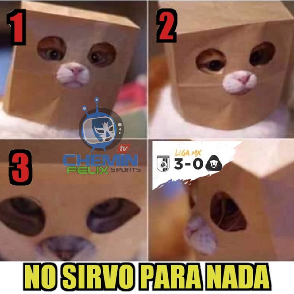 ¡Saquen las bolas de estambre! Que los Pumitas son unas ternuritas inofensivas.