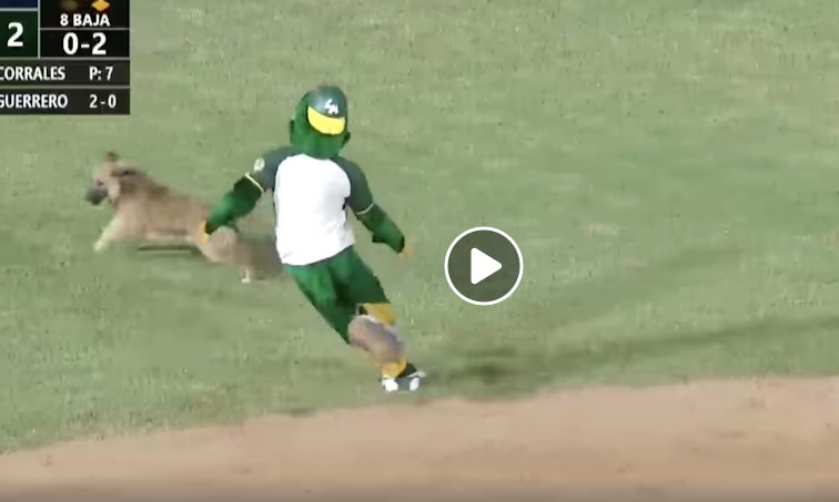 [VIDEO] El adorable invasor en estadio de los Cañeros