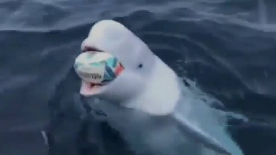 Marinero juega rugby con una ballena beluga en el Polo Sur VIDEO - Mediotiempo