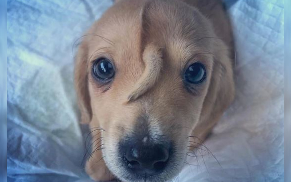 El cachorro Narwhal ha maravillado en redes sociales (Facebook)