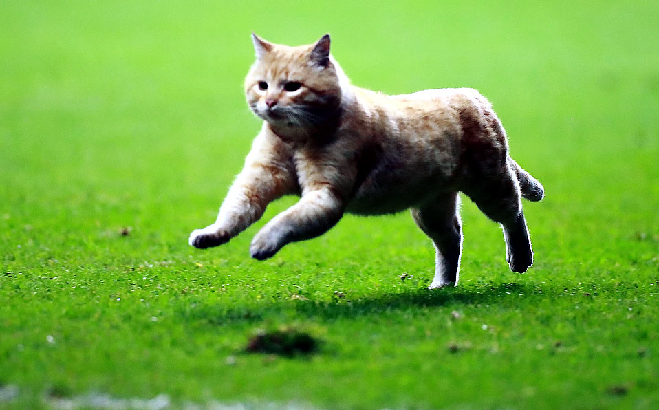 El gato que se robó corazones en el Nemesio Diez durante el México-Bermudas. (Imago7)