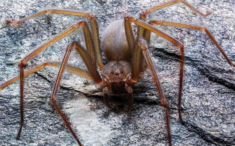 El país se coloca como el más diverso en cuanto al número de esa especie, al contar con 40 de las 140 que hay en el mundo. (UNAM)