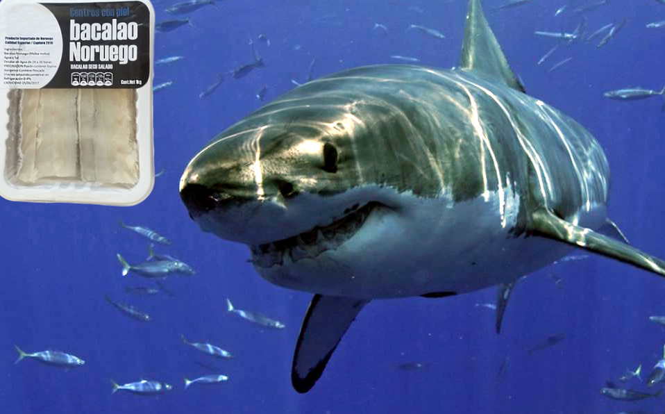 Las especies de tiburón vendidas como bacalao están en la lista roja de extinción. (Google)