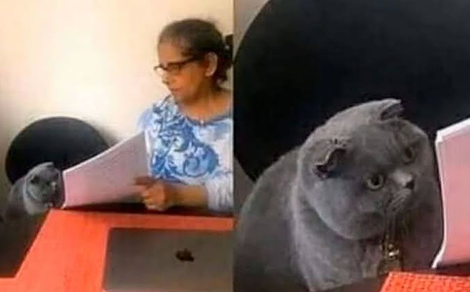 El gato y el examen