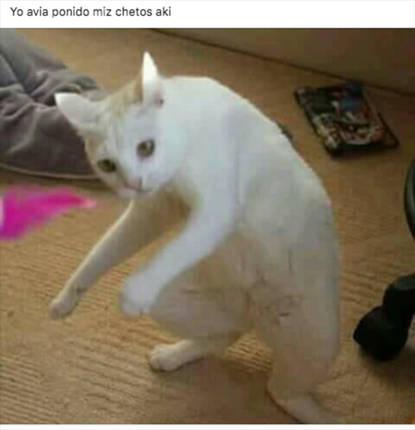 Yo había 'ponido'...