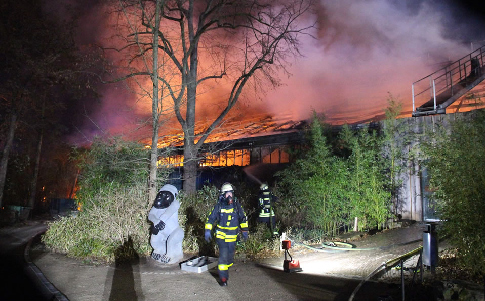 Poco se pudo hacer, pues las llamas ya habían consumido la casa de los monos. (AFP)