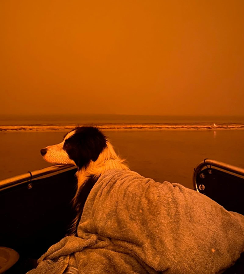 Varios animales aguardan en la playa