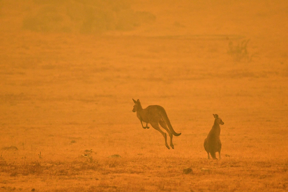 Varios animales que han sobrevivido siguen buscando un refugio