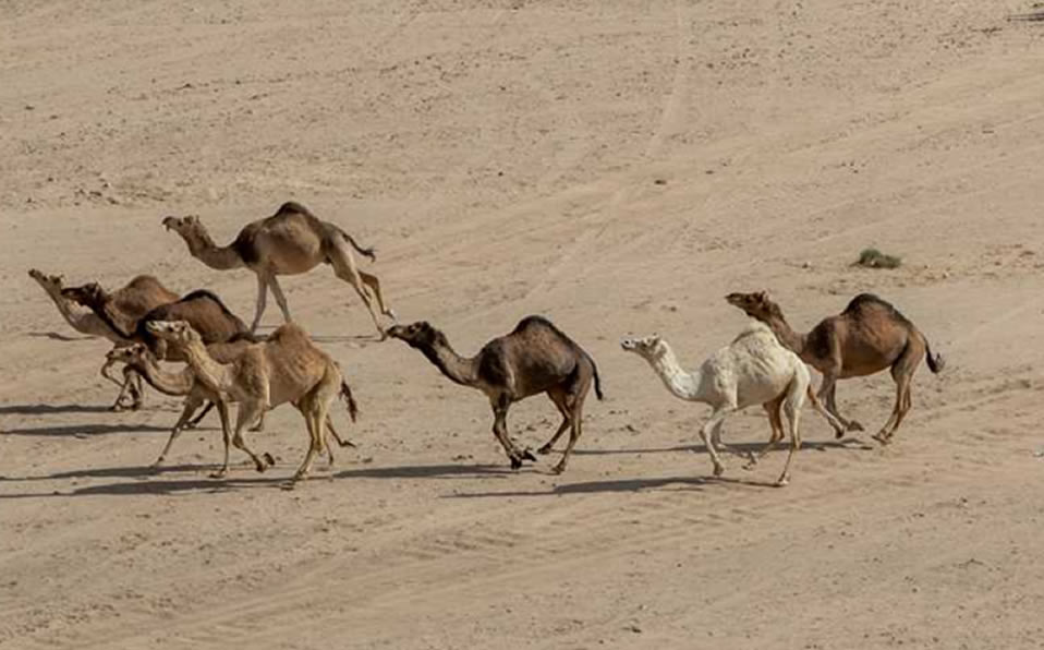 Las manadas de camellos salvajes buscan agua debido a la sequía. Foto: AP