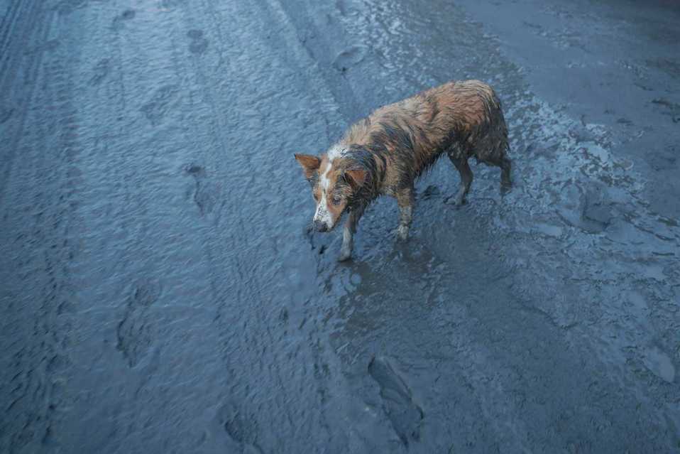 Lo perros quedaron cubiertos de ceniza. FOTO: AP.