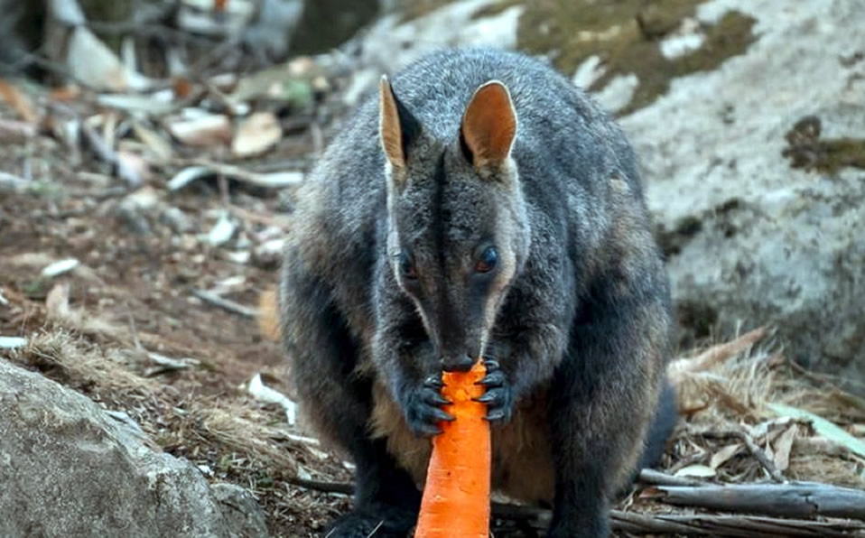 El wallaby es una de las especies en mayor peligro por los incendios en Australia. (NSW Government)