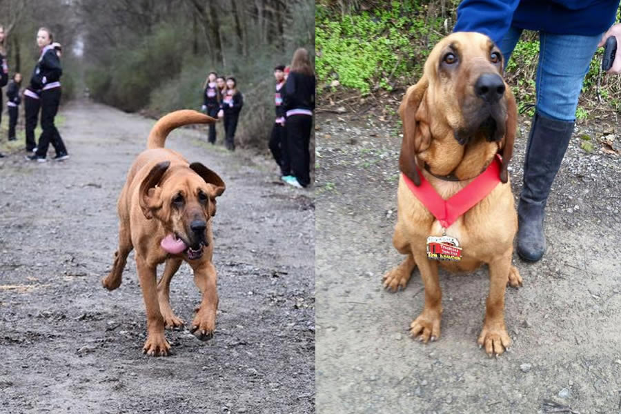 La perrita incluso recibió una medalla. (Foto: HounDogHalf)