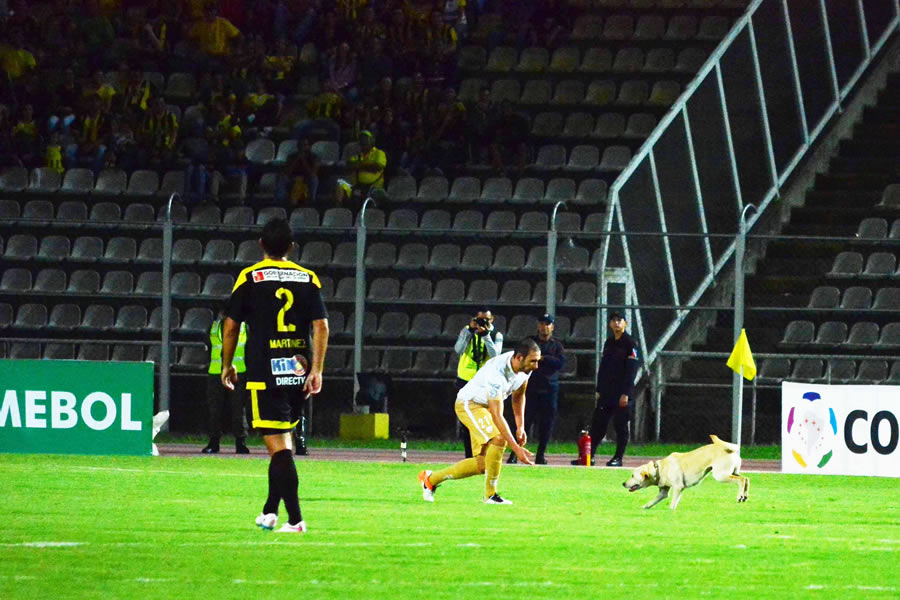 En la Copa Libertadores de 2016, Tachira y Pumas se enfrentaron, pero un perro interrumpió el duelo porque quería jugar. FOTO: MExsport.