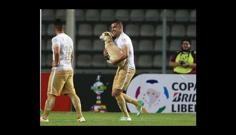 Gerardo Alcoba tuvo que cargar al perro para que el partido ante el Tachira pudiera continuar.