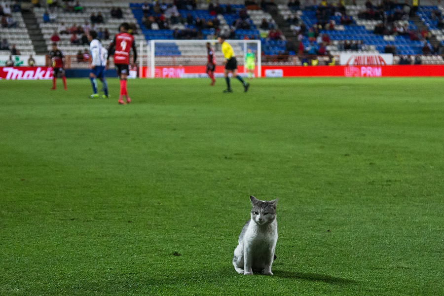 Una vez más el Estadio Hidalgo, Pachuca y Tijuana disputaban un duelo del Clausura 2018, cuando un gato apareció en la cancha. FOTO: Mexsport.