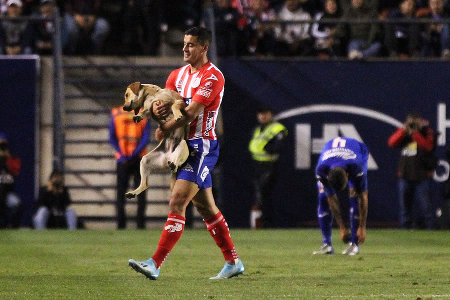 FOTOS: Los animales que han sorprendido al futbol mexicano