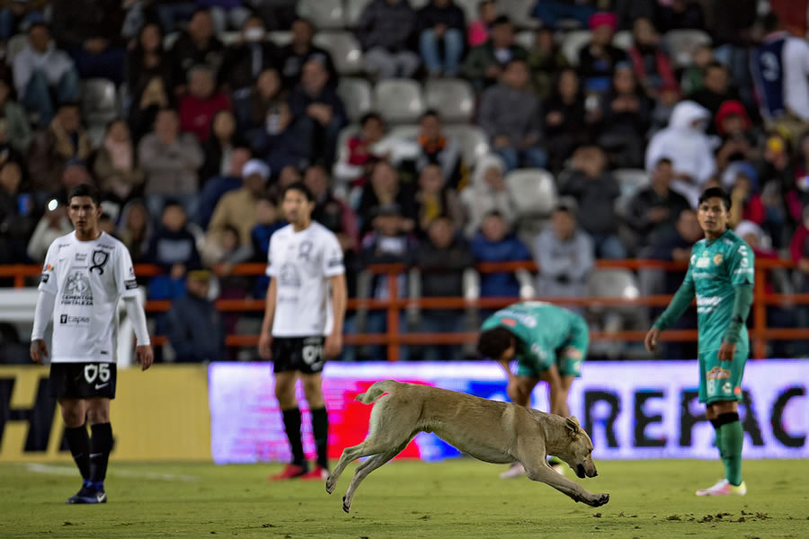 En un duelo del Clausura 2017 entre Pachuca y Jaguares, un perro ingresó al campo y se tuvo que detener el duelo. FOTO: Mexsport.