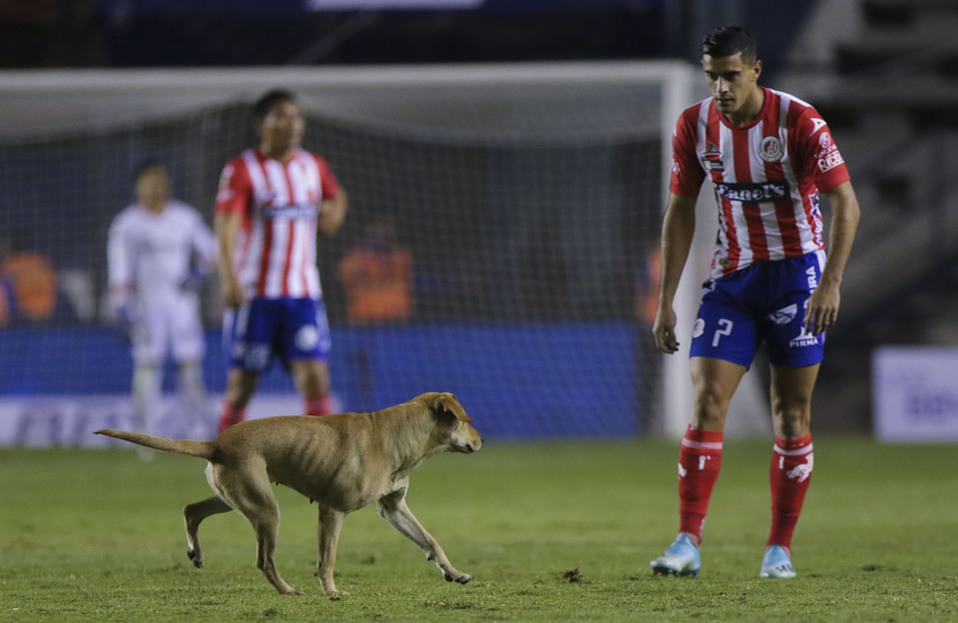 Perrito en el Lastras (FOTO: Imago7)