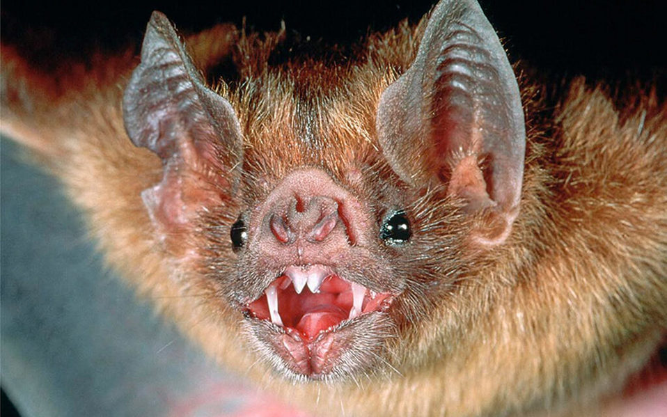 El murciélago es un animal consumido como platillo exótico en China.
