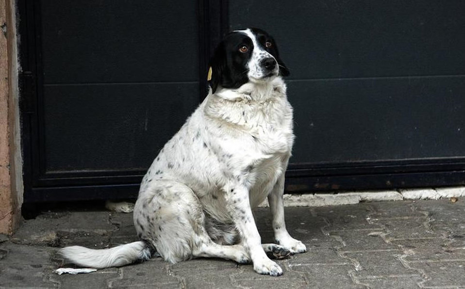 El perro se ha ganado el cariño de los habitantes de la zona. (Foto: EFE)