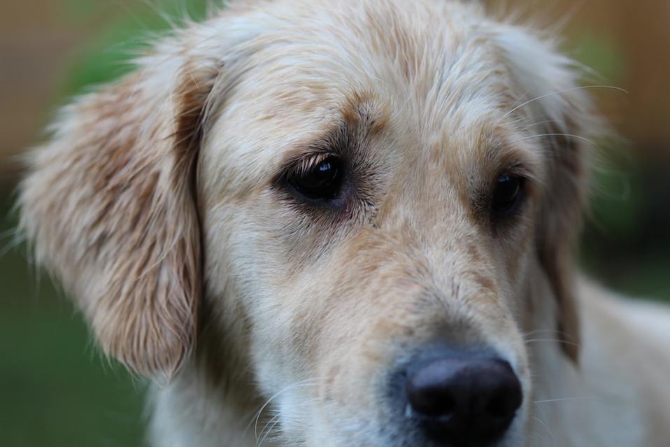Rescatan a un perro que cayó a foso de agua en partido de futbol.