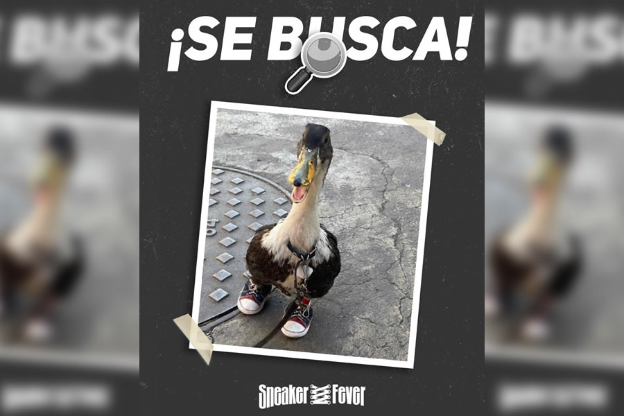 El Pato con Tenis se convirtió en sensación en redes sociales.