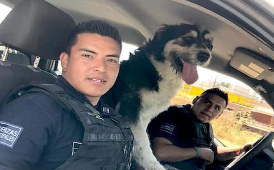 Superación canina: pasó de perro callejero a perro policía en Ecatepec (tolucanoticias.com)
